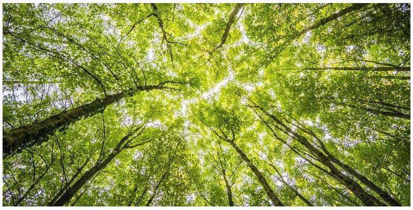 La investigación lo confirma: cuidar la biodiversidad es más rentable económicamente que explotarla 