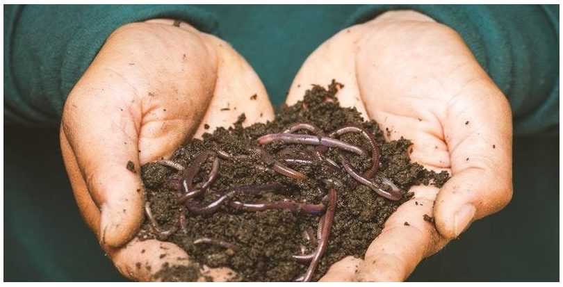 Científicos españoles identifican el ADN de los microorganismos que intervienen en el compostaje