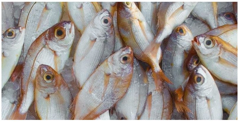 Un estudio español revela los efectos de la ingesta de microplásticos en peces en cautividad