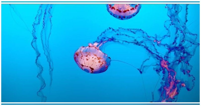 Investigadores canarios consiguen fotografiar por primera vez medusas ingiriendo plásticos