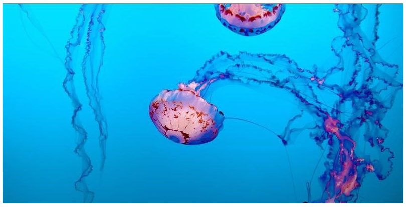 Investigadores canarios consiguen fotografiar por primera vez medusas ingiriendo plásticos 
