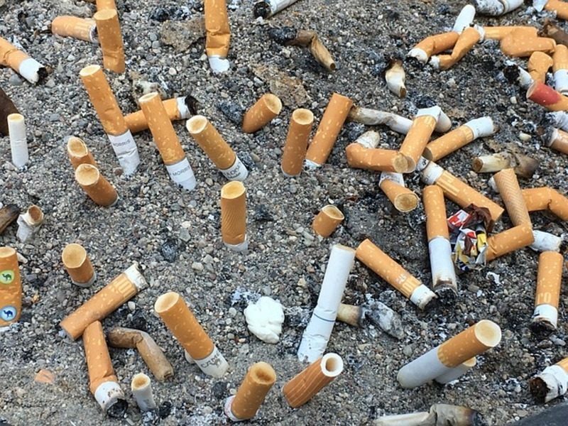 Cuantifican por primera vez la toxicidad en organismos vivos de las colillas que llegan al mar