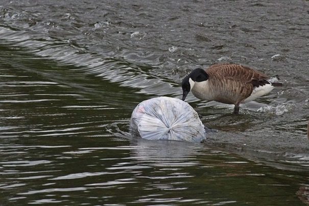 El papel de los ríos en el transporte de la contaminación plástica al mar