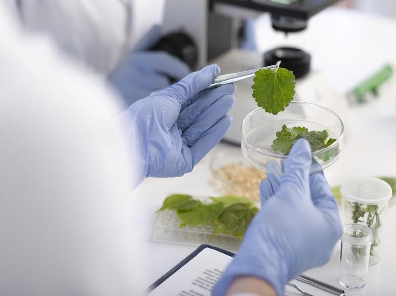 Optimización de las propiedades funcionales de bioplásticos mediante nuevos procesos para su uso en envases