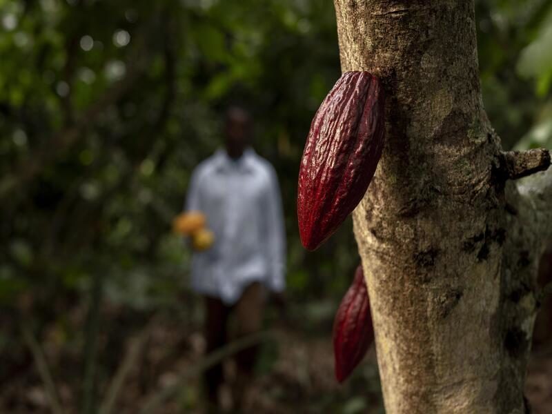 Planta de Energía Sostenible de 76 MW a partir de Residuos de Cacao en Costa de Marfil