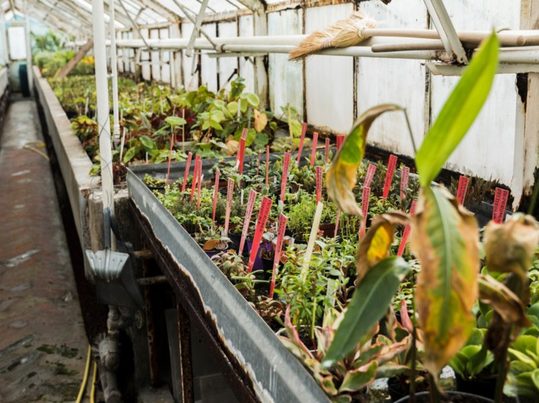 Uso de residuos como fuente térmica en invernaderos: potencial ambiental y eficiencia en la producción agrícola