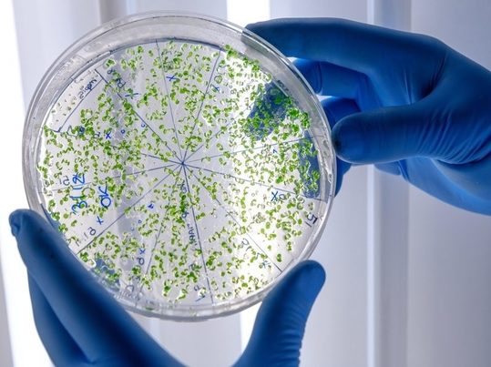 Biorreciclaje avanzado: bacterias modificadas convierten plástico en principios activos farmacéuticos
