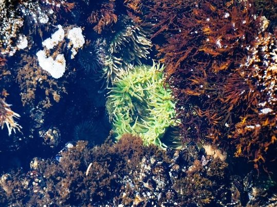 Impacto del cambio climático en los corales: 84 % blanqueados y desafíos para su conservación
