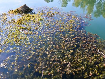 La proliferación del mucílago marino: una amenaza ecológica en las costas turcas