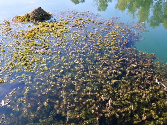 La proliferación del mucílago marino: una amenaza ecológica en las costas turcas