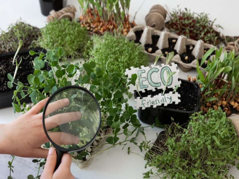 Estudios experimentales para comprender la restauración ecológica frente a los desafíos del cambio global