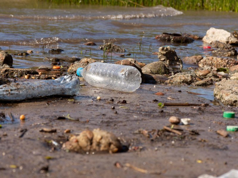 Presencia de microplásticos en la coquina de fango de los estuarios del Guadiana y Guadalquivir