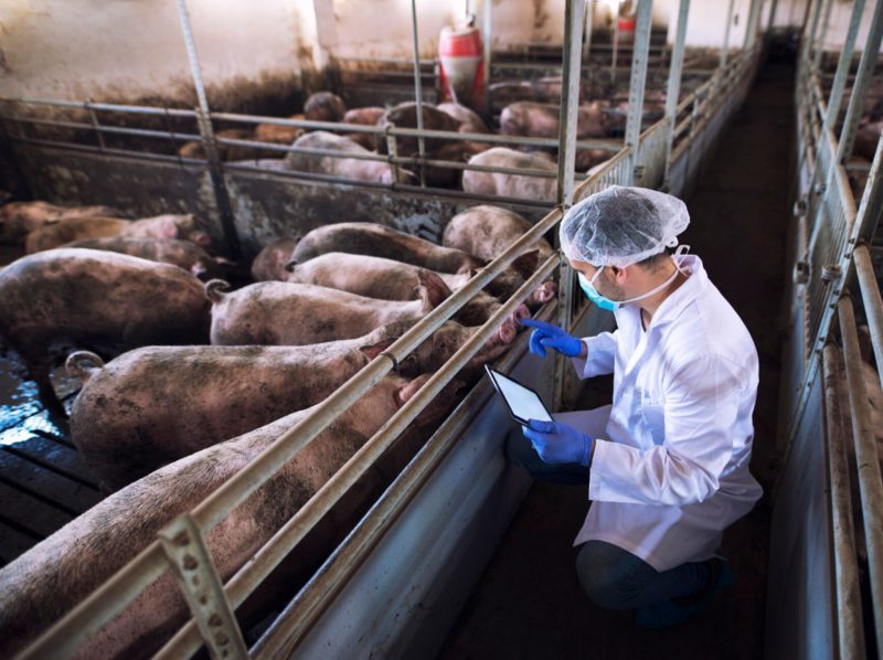 Gestión de residuos ganaderos: científicos andaluces desarrollan método para reducir contaminación