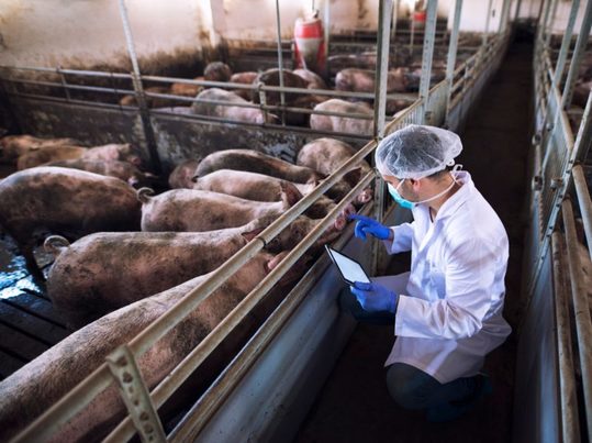 Gestión de residuos ganaderos: científicos andaluces desarrollan método para reducir contaminación