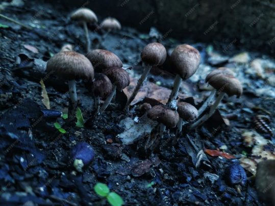 Bioconversión de residuos plásticos en alimentos mediante hongo negro