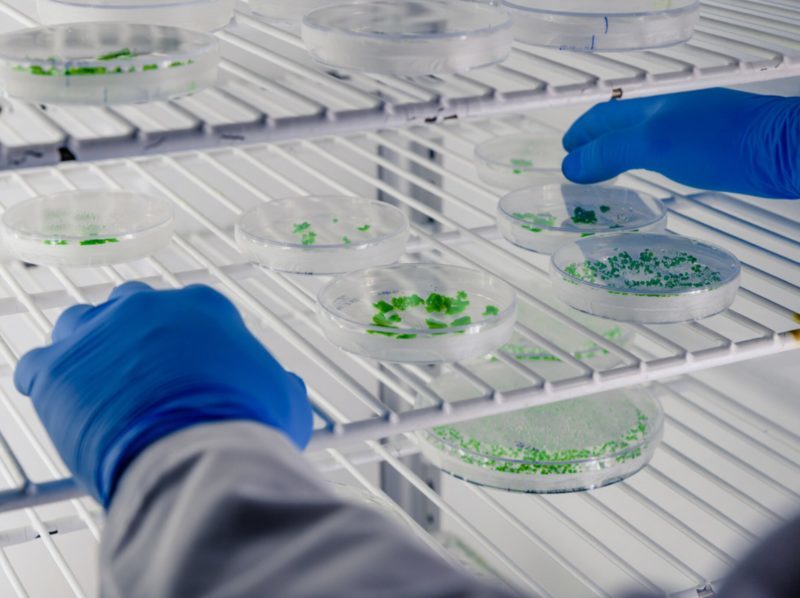 Aplicación de bacterias para la recuperación de suelos afectados por residuos plásticos