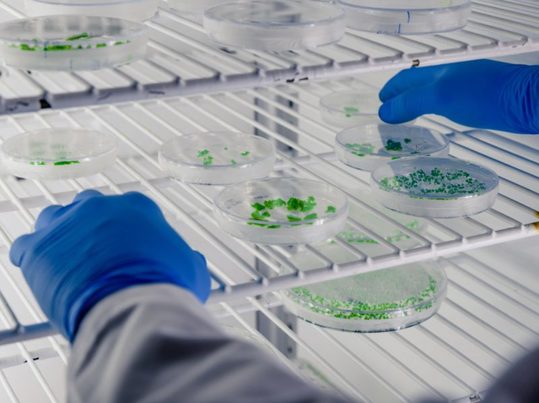 Aplicación de bacterias para la recuperación de suelos afectados por residuos plásticos