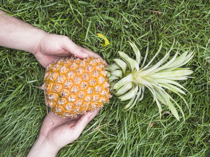 Planta piloto genera biogás a partir de residuos de piña - Gestores de ...