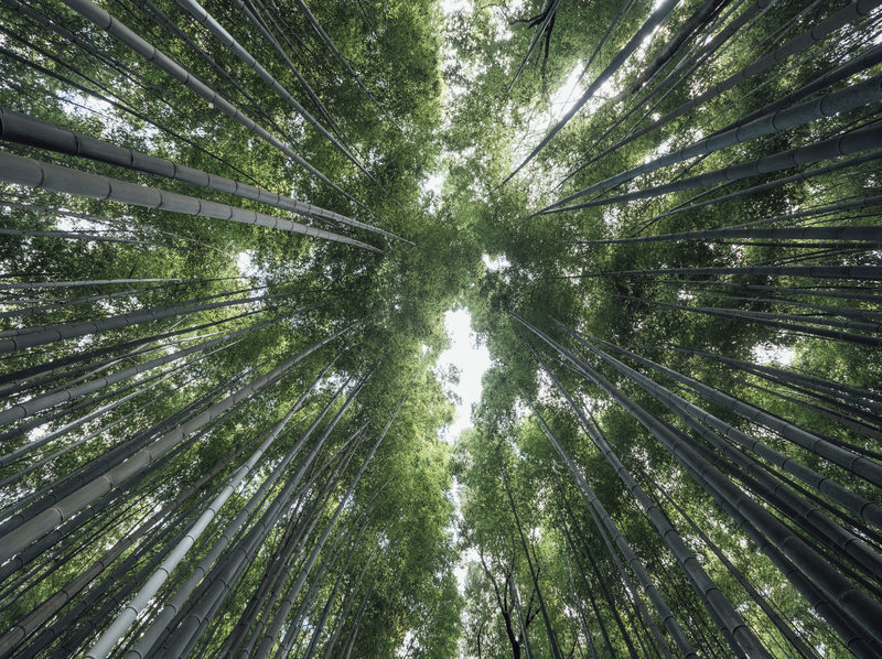 Hacia bosques más sostenibles: el proyecto BioPirineo