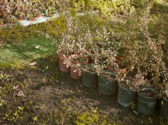 Biovalsa: la Comunitat Valenciana transforma residuos agrícolas en bioplásticos sostenibles