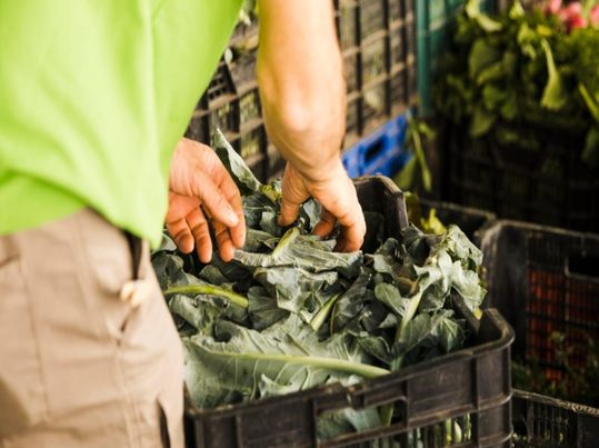 Nueva planta piloto del CSIC transforma residuos agroalimentarios en materiales industriales de alto valor