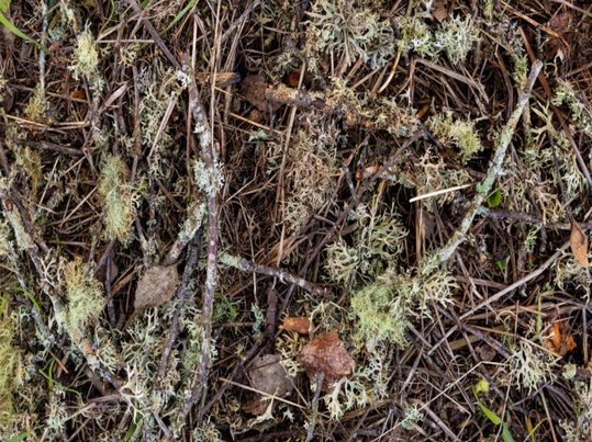 Proyecto VINEBOX convierte residuos de poda de vid en materia prima para embalajes sostenibles