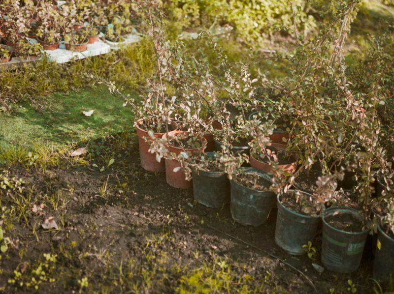 Compostaje de residuos de almazara: valorización de subproductos para la agricultura sostenible