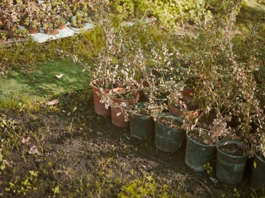 Compostaje de residuos de almazara: valorización de subproductos para la agricultura sostenible