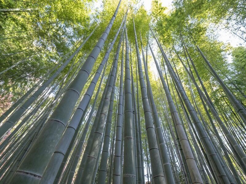 Bacterias, bambú y sal: soluciones innovadoras frente a los plásticos