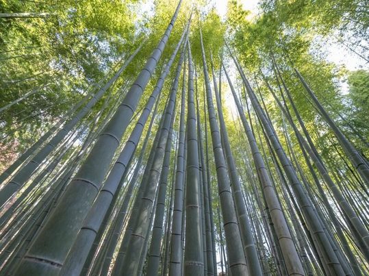 Bacterias, bambú y sal: soluciones innovadoras frente a los plásticos