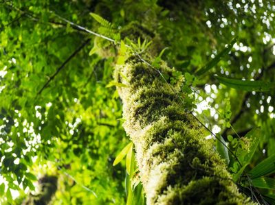 Nitrógeno como catalizador en la recuperación y captura de carbono de bosques tropicales
