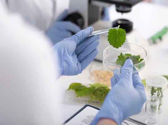 Investigación universitaria convierte residuos agrícolas en ingredientes funcionales alimentarios