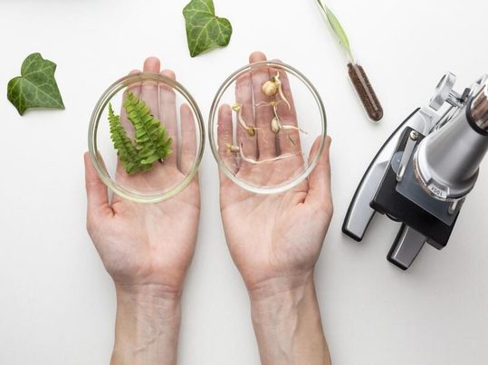 Larvas de escarabajo como solución biológica para la gestión de residuos en Boyacá, Colombia