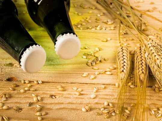 Valorización del bagazo cervecero para producir bioestimulantes agrícolas