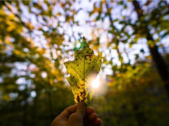 Gestión de residuos de pilas y acumuladores como medida de prevención de contaminación en ecosistemas forestales