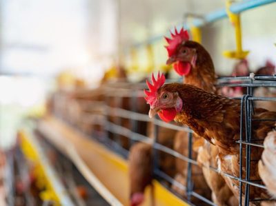 Valorización de residuos avícolas para producción de proteína insect-based en acuicultura