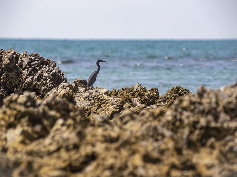 Logística inversa de RAEE en entornos insulares: modelo Galápagos