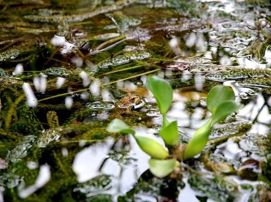 Fitorremediación de antibióticos en aguas: soluciones basadas en plantas emergen como alternativa sostenible 