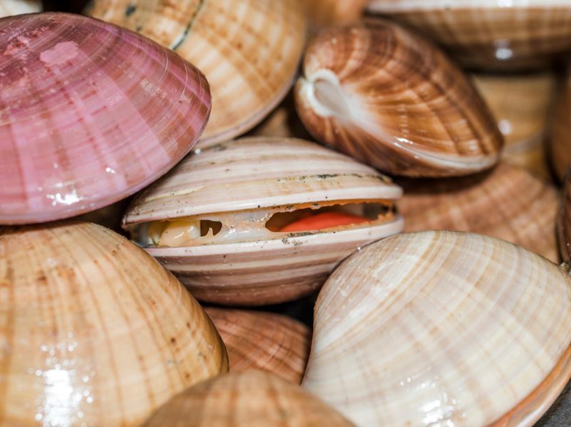 Residuos de conchas marinas muestran potencial para capturar tierras raras