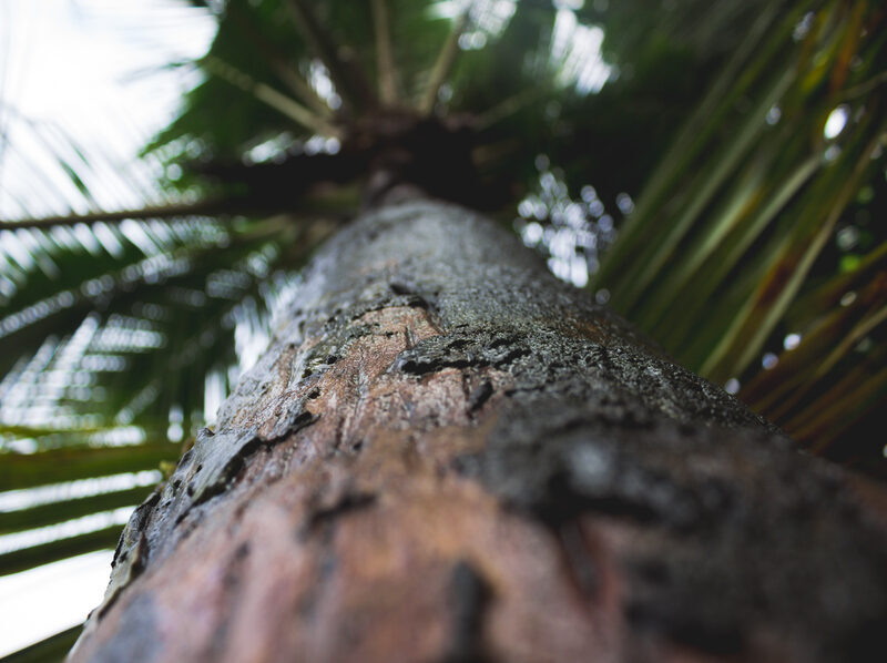 Valorización de biomasa de palmera en tableros aglomerados sin adhesivos