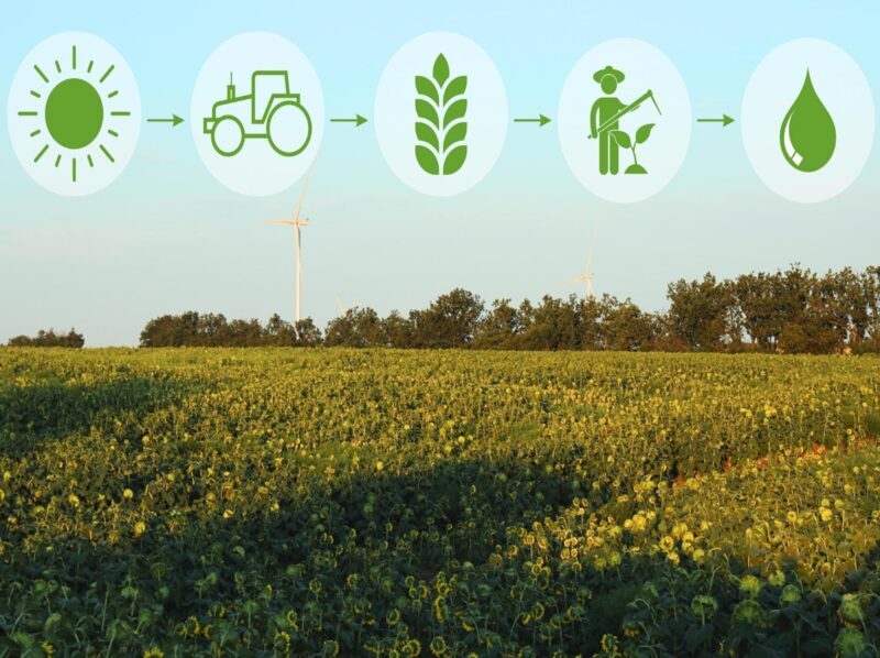 Biodiversidad en suelos agrícolas: clave estructural para la sostenibilidad de los sistemas productivos