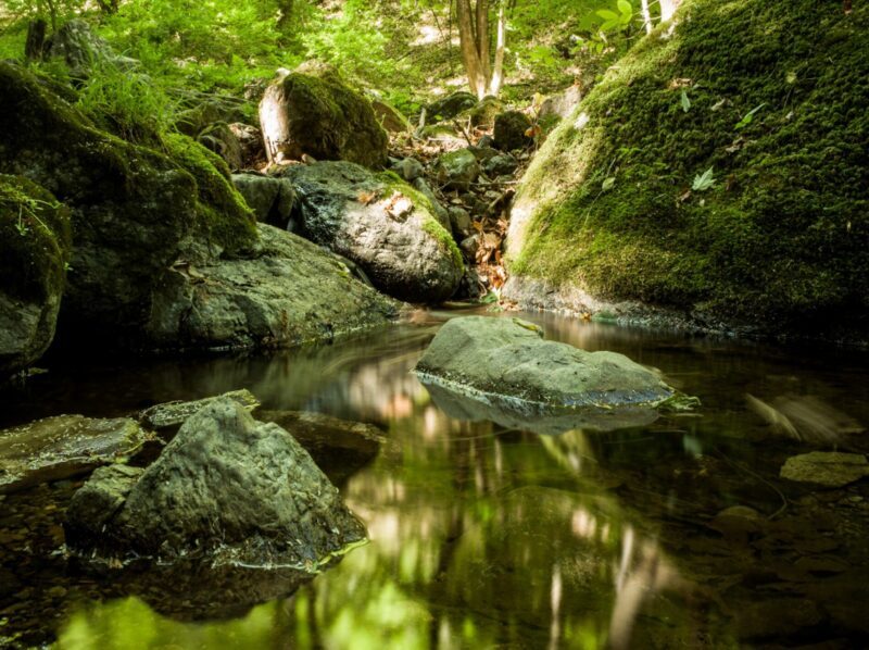 Plantaciones forestales: biodiversidad, fuego y resiliencia en el Mediterráneo