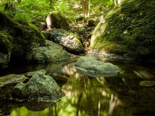 Plantaciones forestales: biodiversidad, fuego y resiliencia en el Mediterráneo