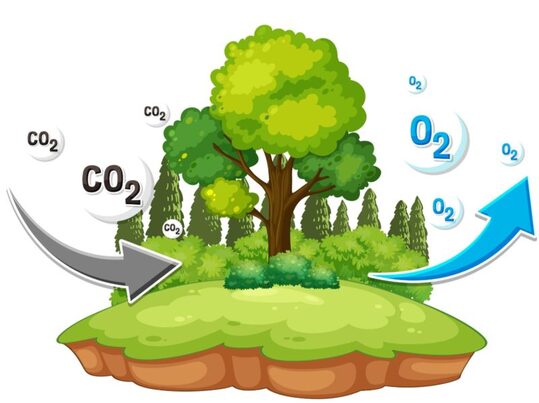 Material bio-basado para captura directa de CO₂ a partir de subproductos agroalimentarios