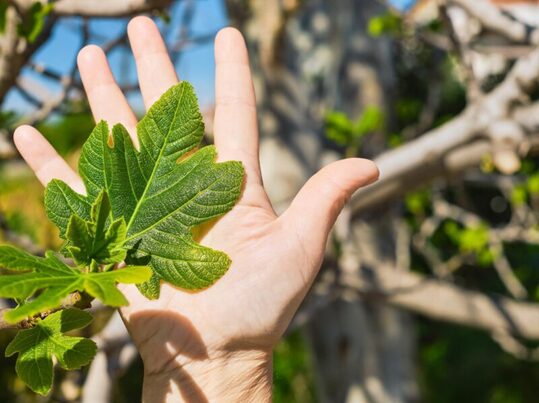La valorización biotecnológica de residuos gana impulso con dos nuevas plantas piloto del CIB-CSIC