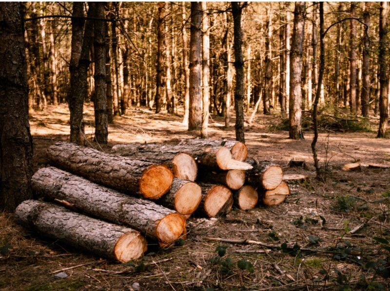 El consumo de biomasa forestal para usos térmicos crece un 19 % en Cataluña
