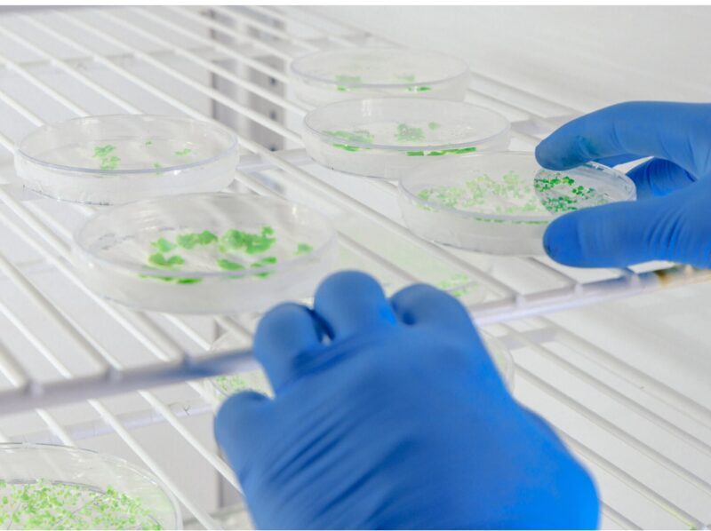 Bacterias transforman el metano de residuos en bioplásticos biodegradables