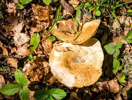 La fibra de coco esconde hongos capaces de degradar plásticos y restos de protectores solares